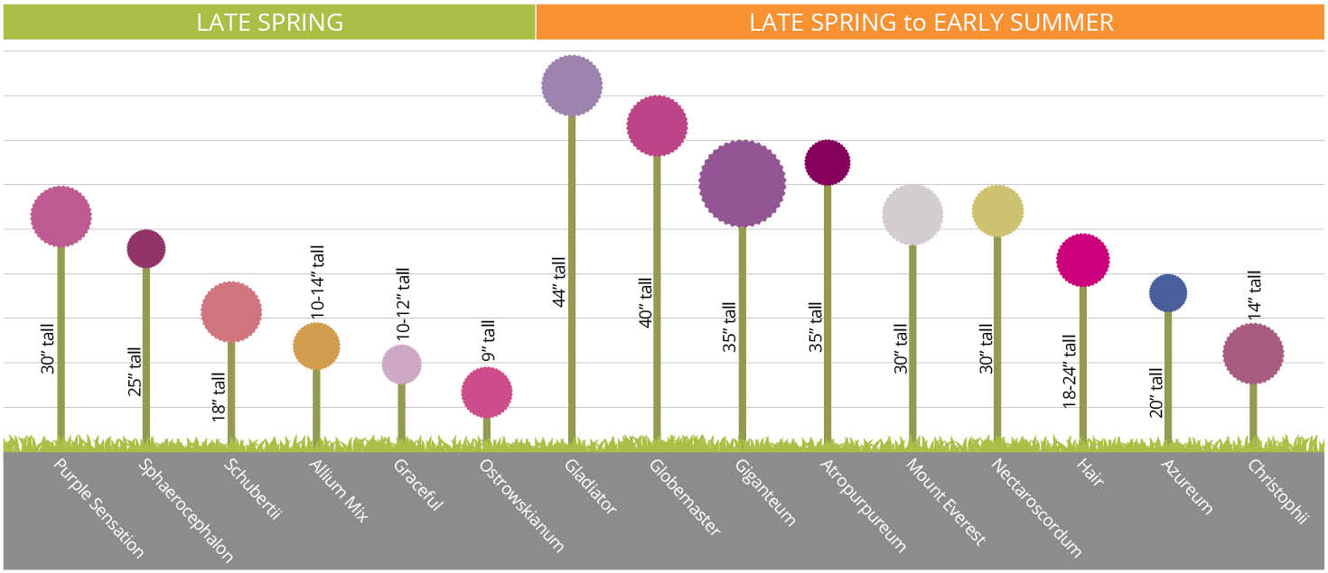 THE AMAZING ALLIUM! 2023 Flower Bulb of the Year Van Zyverden